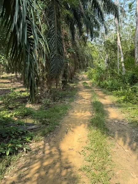 Agricultural Land for Sale in Kuala Kangsar (Perak) - Lily Chong - PropertyGuru.com.my