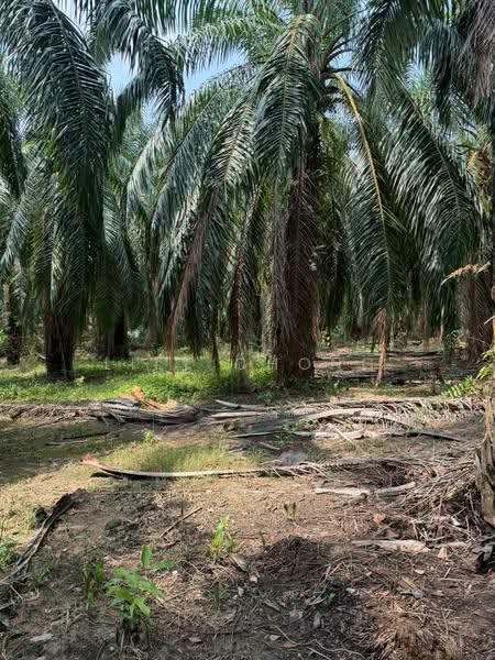 Agricultural Land for Sale in Kuala Kangsar (Perak) - Lily Chong - PropertyGuru.com.my