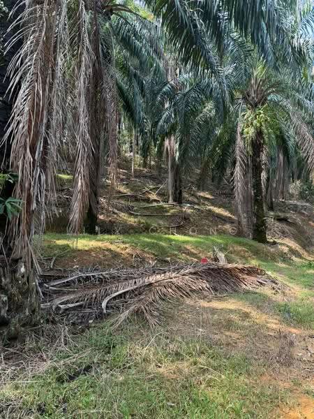 Agricultural Land for Sale in Kuala Kangsar (Perak) - Lily Chong - PropertyGuru.com.my