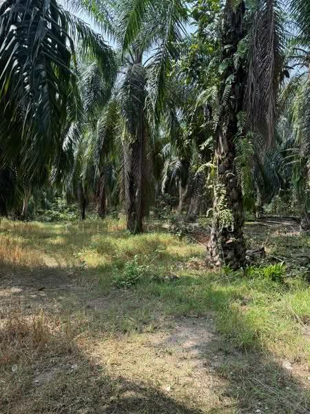 Agricultural Land for Sale in Kuala Kangsar (Perak) - Lily Chong - PropertyGuru.com.my