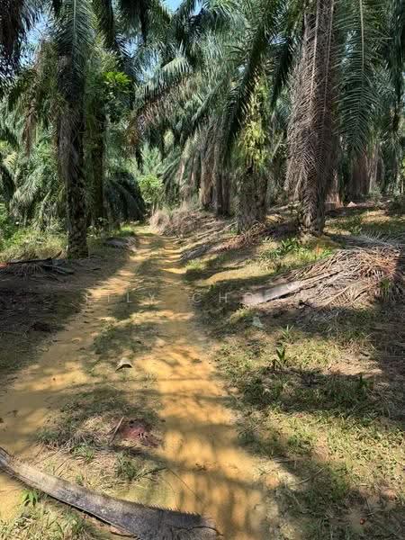 Agricultural Land for Sale in Kuala Kangsar (Perak) - Lily Chong - PropertyGuru.com.my