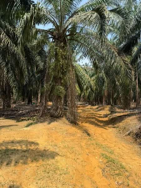 Agricultural Land for Sale in Kuala Kangsar (Perak) - Lily Chong - PropertyGuru.com.my