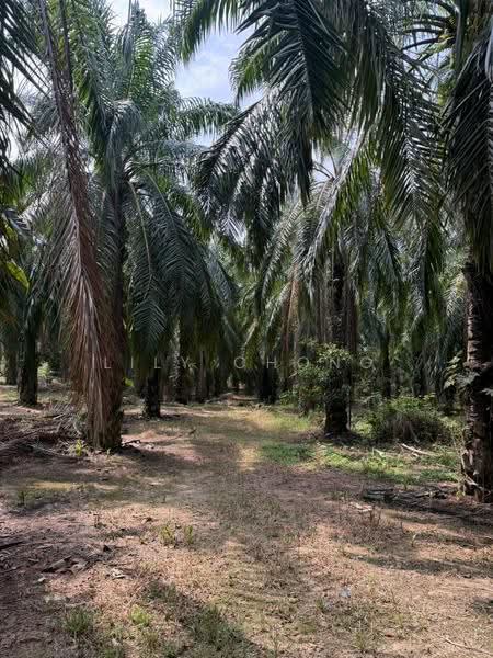 Agricultural Land for Sale in Kuala Kangsar (Perak) - Lily Chong - PropertyGuru.com.my