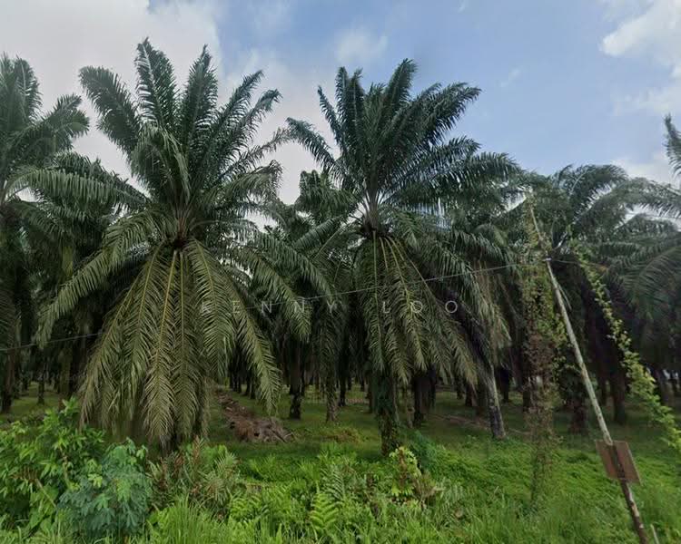 Agricultural Land for Sale in Rompin (Pahang) - Kenny Loo - Exterior - PropertyGuru.com.my