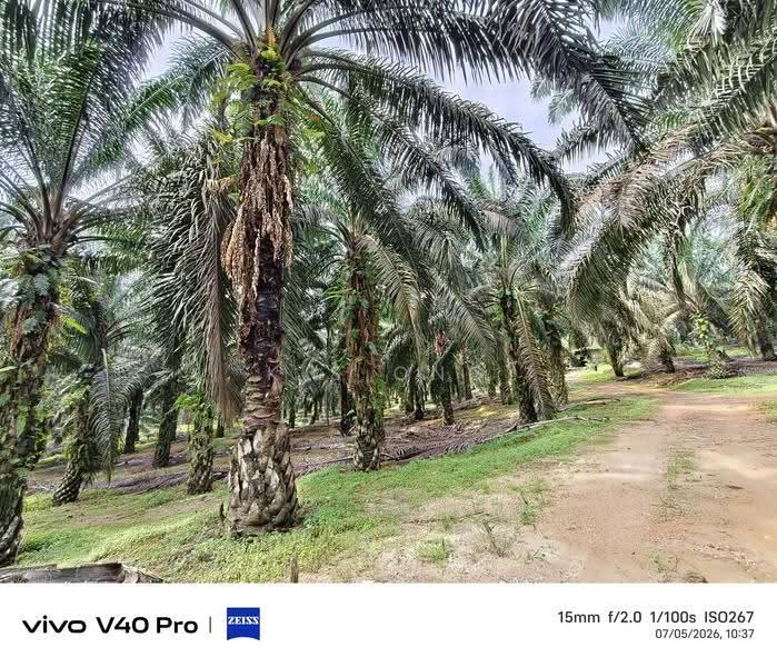 Tanah Pertanian untuk Dijual di Kota Tinggi (Johor) - K S Ong - PropertyGuru.com.my