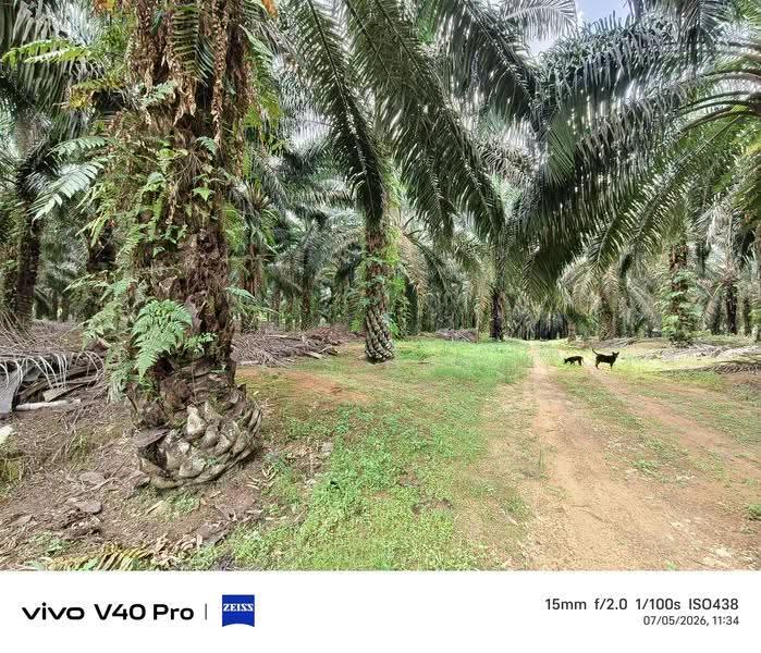 Tanah Pertanian untuk Dijual di Kota Tinggi (Johor) - K S Ong - Exterior - PropertyGuru.com.my