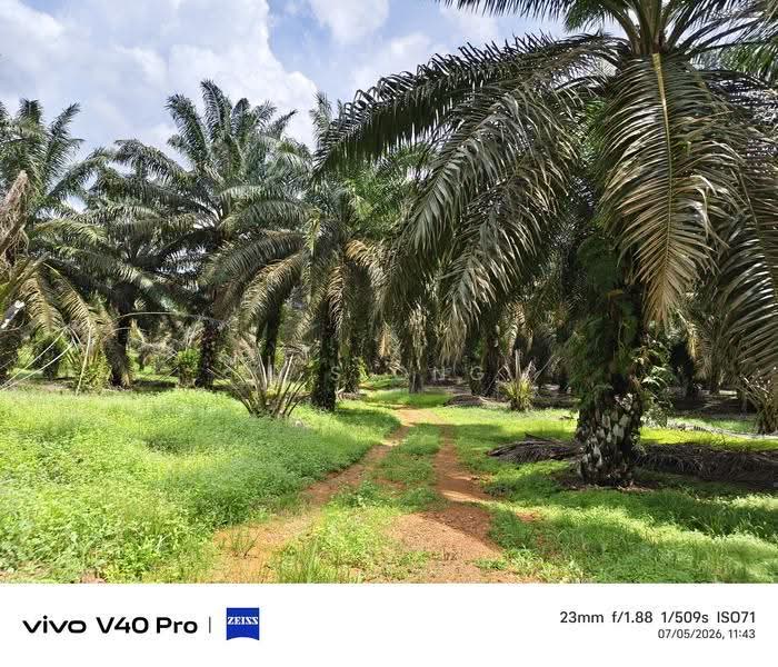 Tanah Pertanian untuk Dijual di Kota Tinggi (Johor) - K S Ong - Exterior - PropertyGuru.com.my