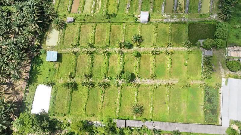 Agricultural Land for Sale in Pekan Nanas (Johor) - Kelly Wai - Exterior - PropertyGuru.com.my