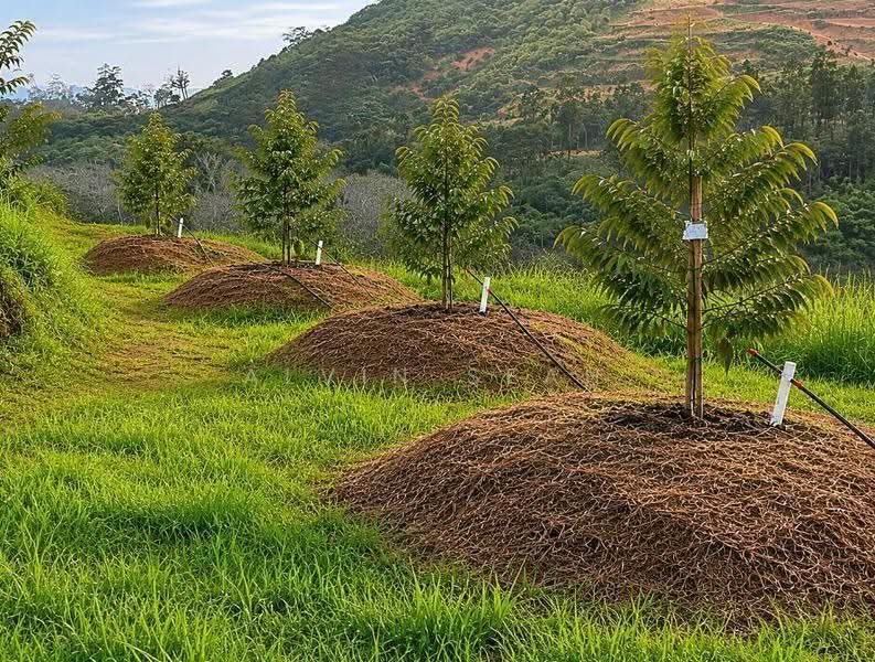 Tanah Pertanian untuk Dijual di Benta (Pahang) - Alvin Seah - Exterior - PropertyGuru.com.my