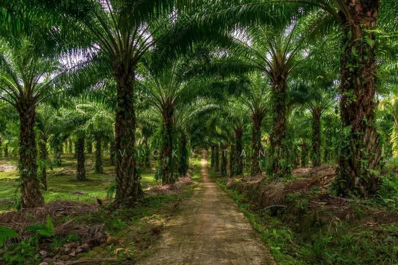 Agricultural Land for Sale in Kuala Selangor (Bestari Jaya) - Vicky Tan - Exterior - PropertyGuru.com.my