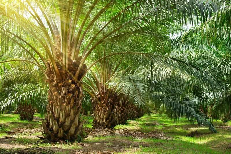 Agricultural Land for Sale in Kuala Selangor (Bestari Jaya) - Vicky Tan - Exterior - PropertyGuru.com.my
