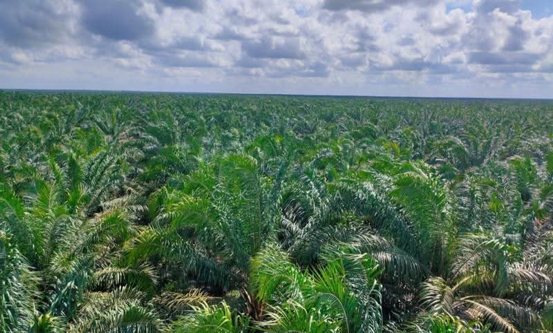 Agricultural Land for Sale in Kuala Selangor (Bestari Jaya) - Vicky Tan - Exterior - PropertyGuru.com.my