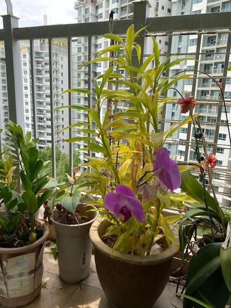 Kediaman Servis untuk Dijual di Metropolitan Square - Bao Jie - Balcony - PropertyGuru.com.my