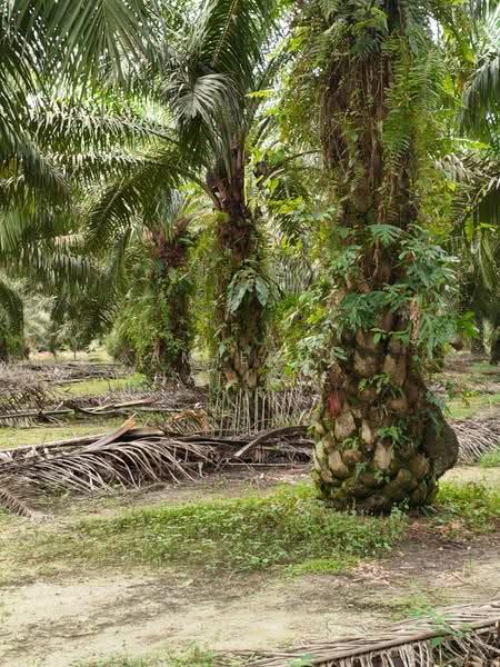 Others for Sale in Gambang (Pahang) - Amierul Hafizie - Exterior - PropertyGuru.com.my