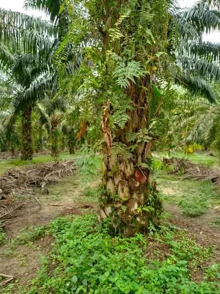 Others for Sale in Gambang (Pahang) - Amierul Hafizie - Garden - PropertyGuru.com.my