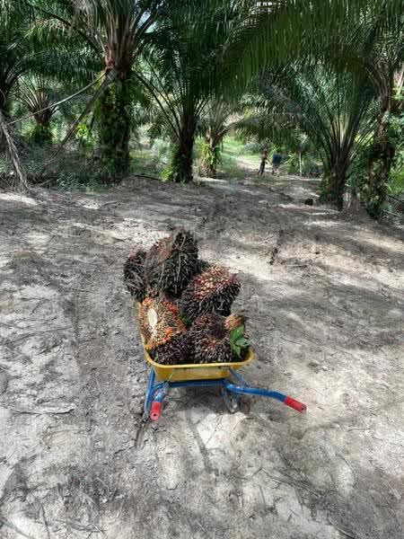 Others for Sale in Gambang (Pahang) - Amierul Hafizie - PropertyGuru.com.my