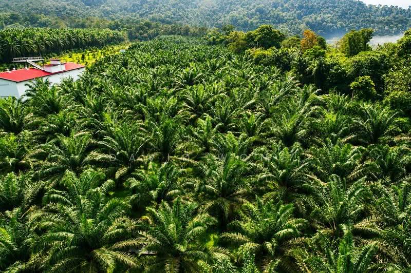 Agricultural Land for Sale in Chenderiang (Perak) - David Wong - Exterior - PropertyGuru.com.my