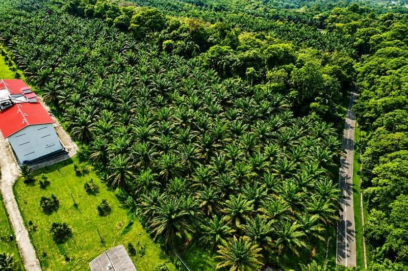 Agricultural Land for Sale in Chenderiang (Perak) - David Wong - Exterior - PropertyGuru.com.my