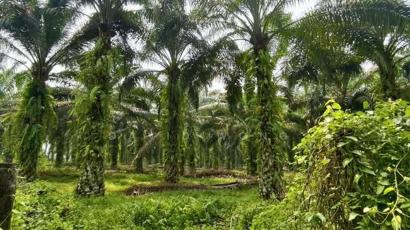 Agricultural Land for Sale in Chenderiang (Perak) - David Wong - Exterior - PropertyGuru.com.my