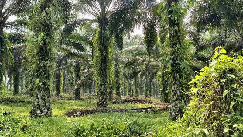 Agricultural Land for Sale in Chenderiang (Perak) - David Wong - Exterior - PropertyGuru.com.my
