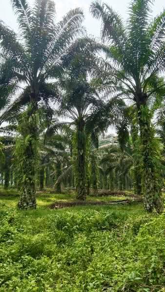 Agricultural Land for Sale in Chenderiang (Perak) - David Wong - PropertyGuru.com.my