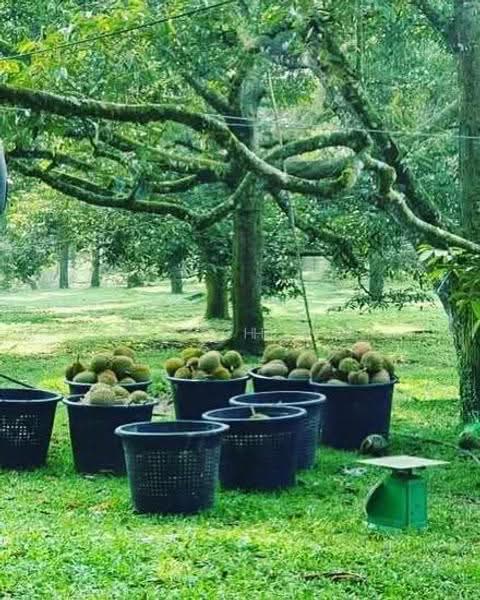 Tanah Pertanian untuk Dijual di Bandar Raub Perdana (Raub) - H.K Ching - Garden - PropertyGuru.com.my