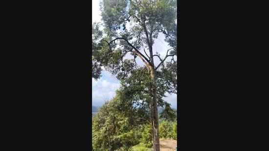 Tanah Pertanian untuk Dijual di Raub (Pahang) - Cheery Cheong - PropertyGuru.com.my