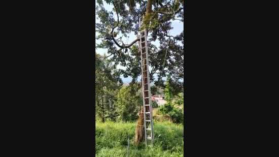 Tanah Pertanian untuk Dijual di Raub (Pahang) - Cheery Cheong - PropertyGuru.com.my