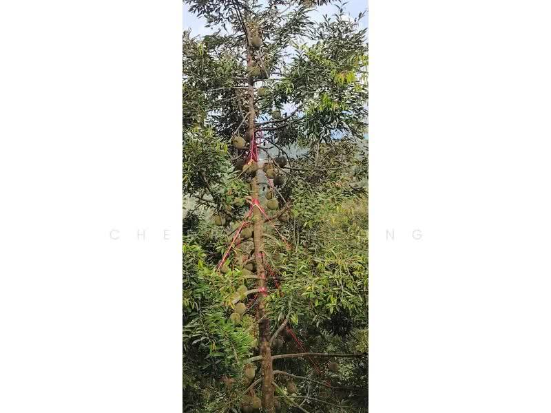 Tanah Pertanian untuk Dijual di Raub (Pahang) - Cheery Cheong - PropertyGuru.com.my