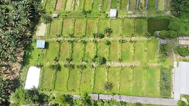 Tanah Pertanian untuk Dijual di Pekan Nanas (Johor) - Max Loh - Exterior - PropertyGuru.com.my