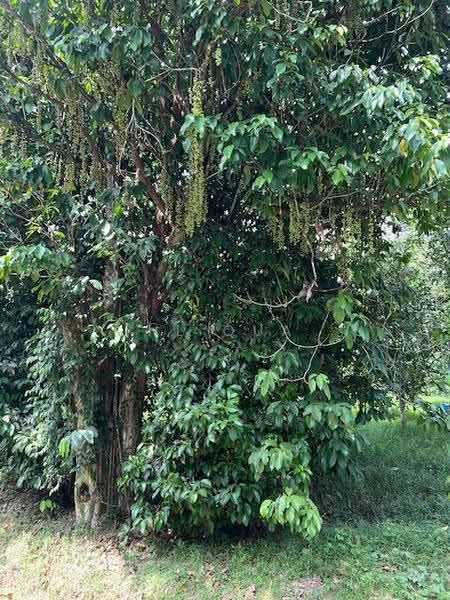 Tanah Pertanian untuk Dijual di Behrang (Hulu Bernam Timor) - HL Qua - Garden - PropertyGuru.com.my