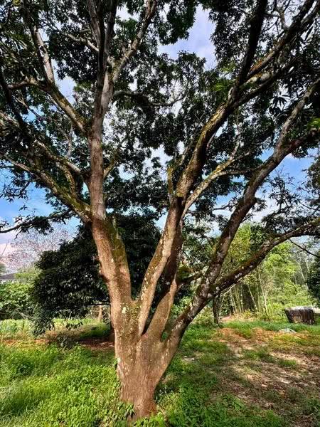 Tanah Pertanian untuk Dijual di Taman Laguna (Johor Bahru) - Kelly Wai - Garden - PropertyGuru.com.my