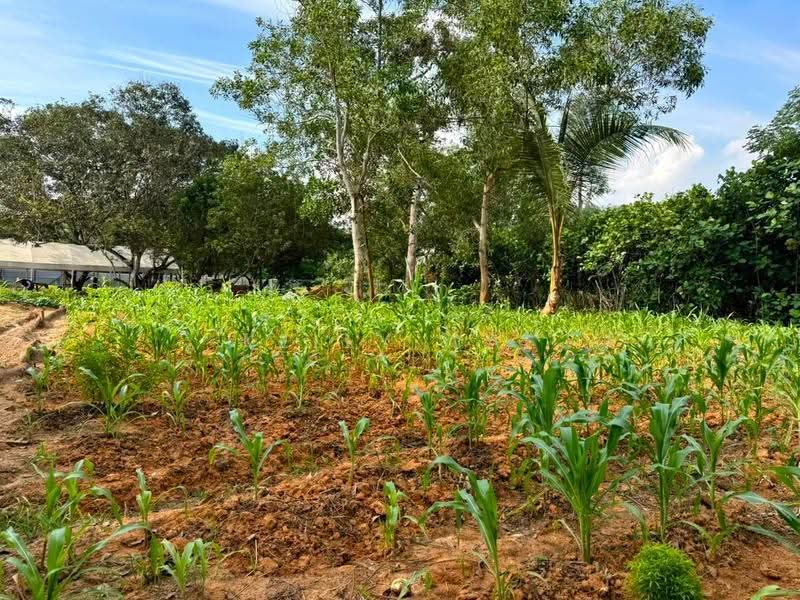Tanah Pertanian untuk Dijual di Taman Laguna (Johor Bahru) - Kelly Wai - Garden - PropertyGuru.com.my