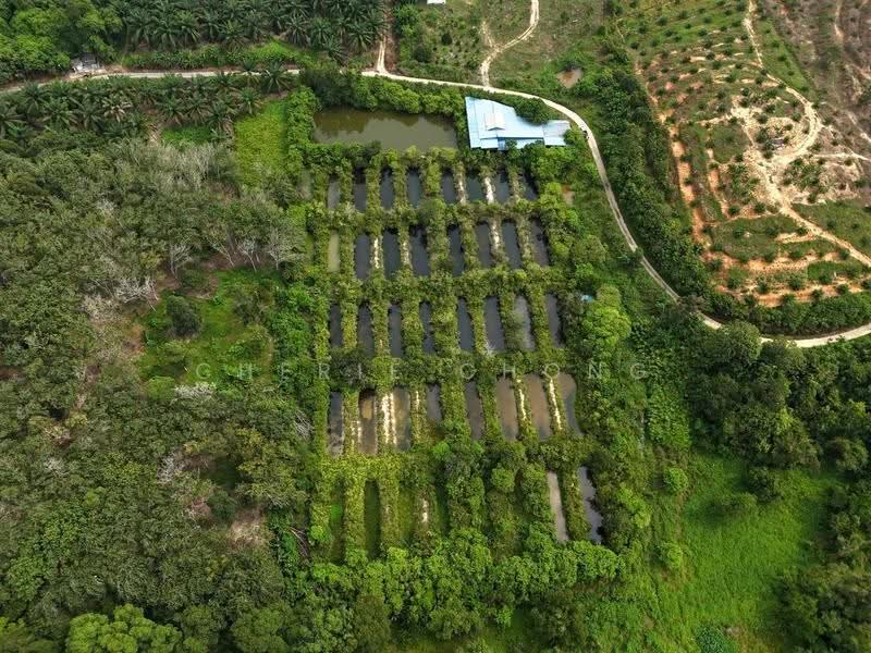Agricultural Land for Sale in Jerlun (Kuala Kangsar) - Cherie Chong - PropertyGuru.com.my