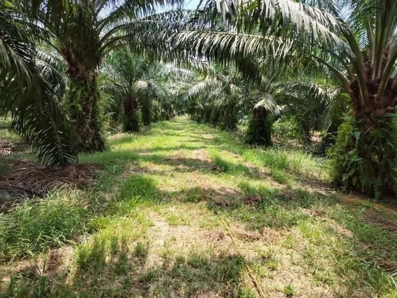 Agricultural Land for Sale in Teluk Intan (Perak) - Fennie Tee - PropertyGuru.com.my