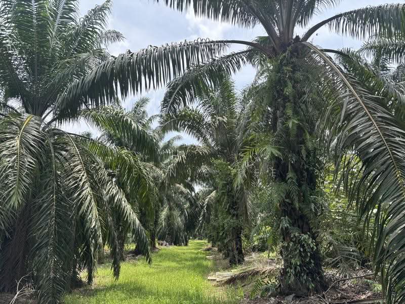 Agricultural Land for Sale in Teluk Intan (Perak) - Fennie Tee - PropertyGuru.com.my