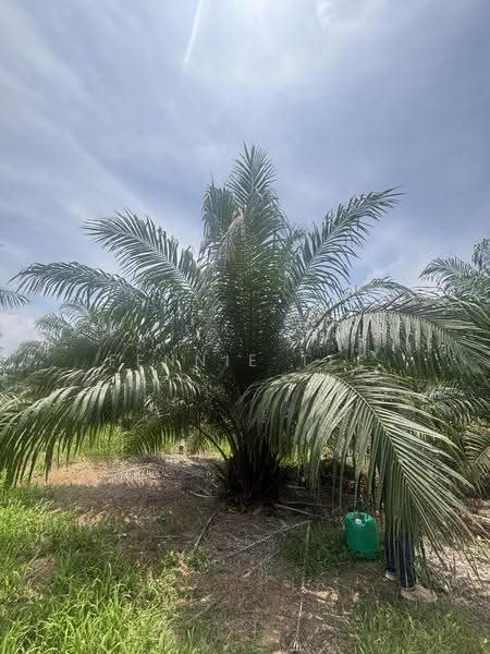 Agricultural Land for Sale in Teluk Intan (Perak) - Fennie Tee - Others - PropertyGuru.com.my