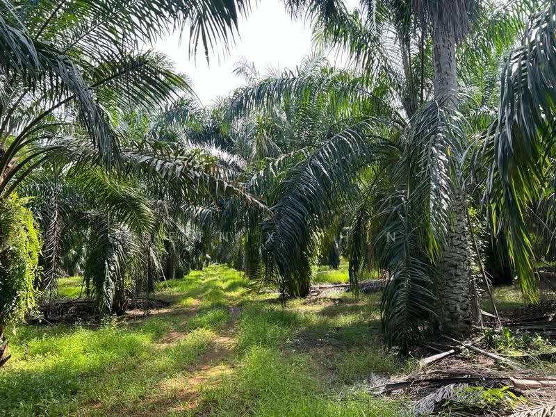 Agricultural Land for Sale in Jeram (Jeram) - Dennix Chin - Exterior - PropertyGuru.com.my