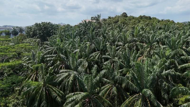 Agricultural Land for Sale in Jeram (Jeram) - Dennix Chin - Exterior - PropertyGuru.com.my