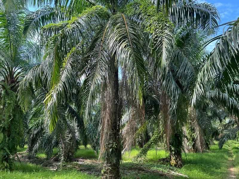 Agricultural Land for Sale in Jeram (Jeram) - Dennix Chin - Garden - PropertyGuru.com.my