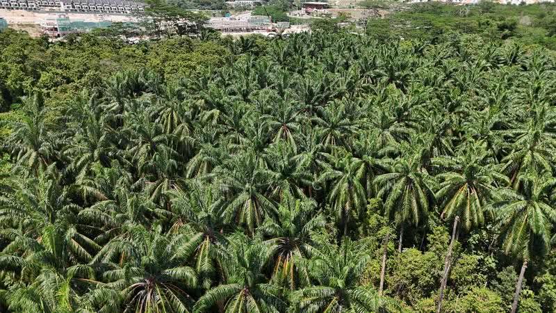 Agricultural Land for Sale in Jeram (Jeram) - Dennix Chin - PropertyGuru.com.my