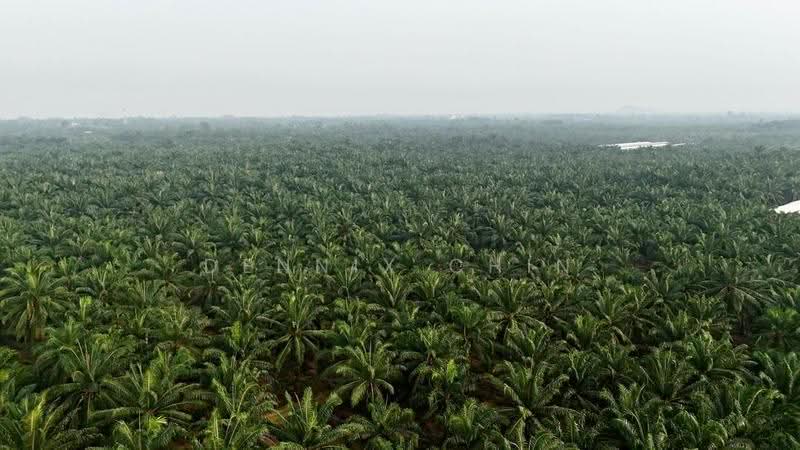 Agricultural Land for Sale in Jeram (Jeram) - Dennix Chin - PropertyGuru.com.my