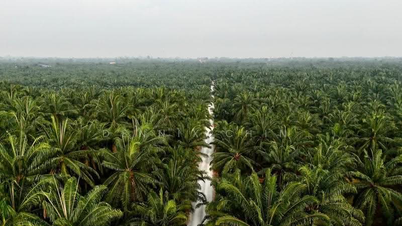 Agricultural Land for Sale in Jeram (Jeram) - Dennix Chin - Exterior - PropertyGuru.com.my