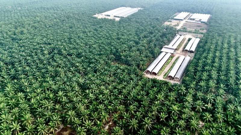 Agricultural Land for Sale in Jeram (Jeram) - Dennix Chin - Exterior - PropertyGuru.com.my