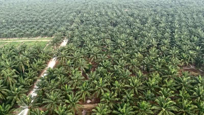 Agricultural Land for Sale in Jeram (Jeram) - Dennix Chin - PropertyGuru.com.my