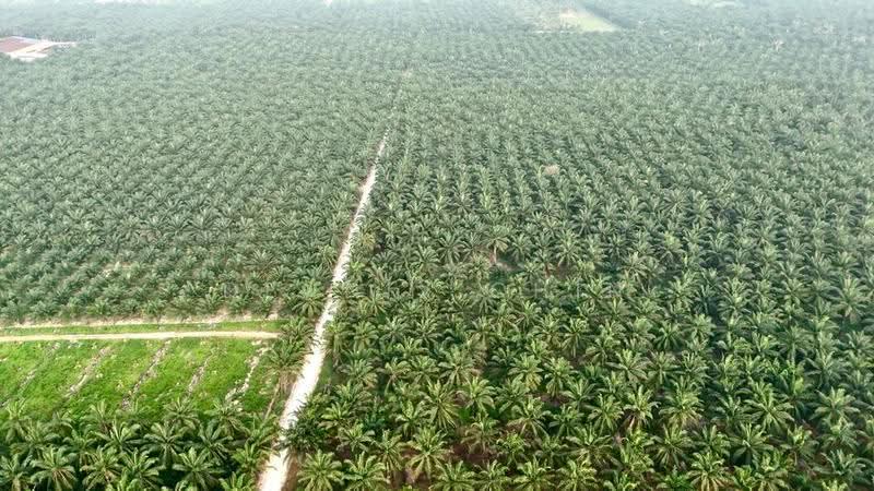 Agricultural Land for Sale in Jeram (Jeram) - Dennix Chin - Exterior - PropertyGuru.com.my