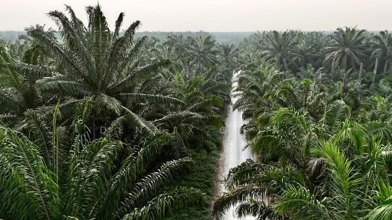 Agricultural Land for Sale in Jeram (Jeram) - Dennix Chin - Exterior - PropertyGuru.com.my