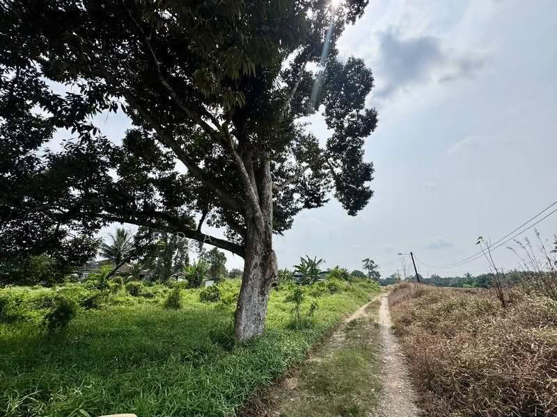 Agricultural Land for Rent in Pontian (Johor) - Saedah Napisah - Exterior - PropertyGuru.com.my