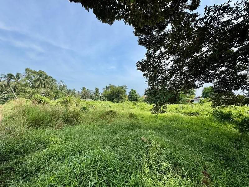 Agricultural Land for Rent in Pontian (Johor) - Saedah Napisah - Garden - PropertyGuru.com.my