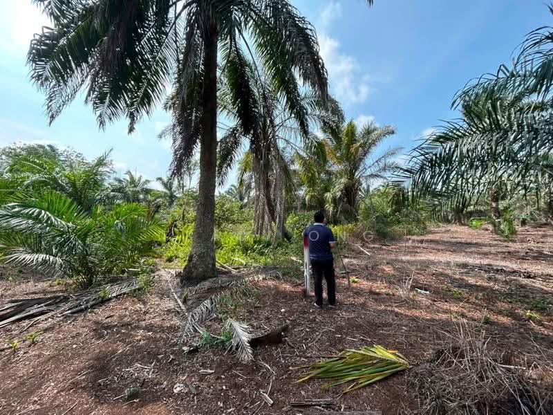 Tanah Pertanian untuk Dijual di Pontian (Johor) - Tracy Ong - Exterior - PropertyGuru.com.my